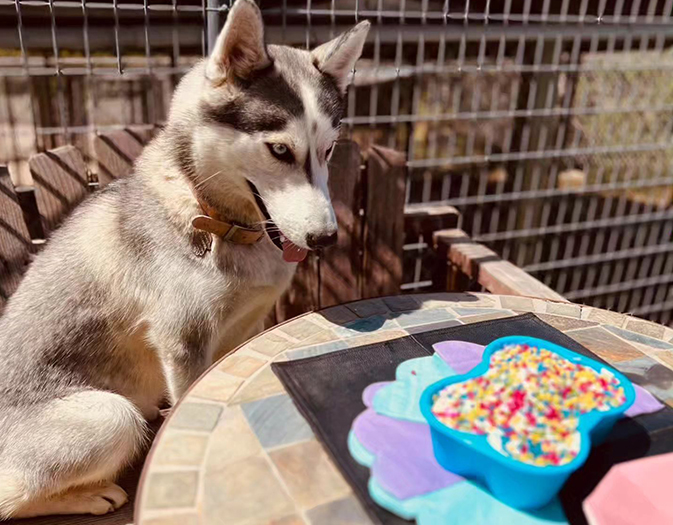 dog with birthday cake