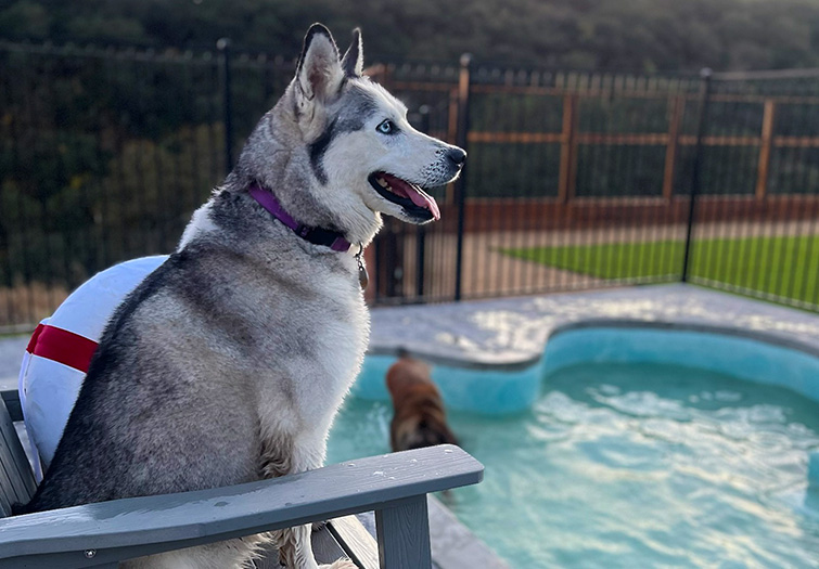 husky sitting by the pool